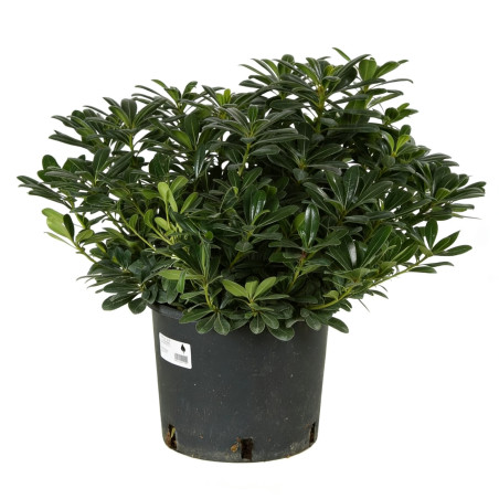 Pittospore Japon nain 25/30cm Pot 9L - Pittosporum tobira Nanum