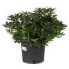 Pittospore Japon nain 25/30cm Pot 9L - Pittosporum tobira Nanum