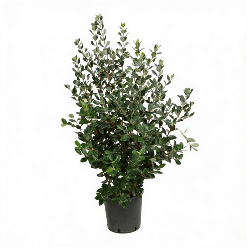 Goyavier du Brésil 80/100cm Pot 10L - Feijoa sellowiana
