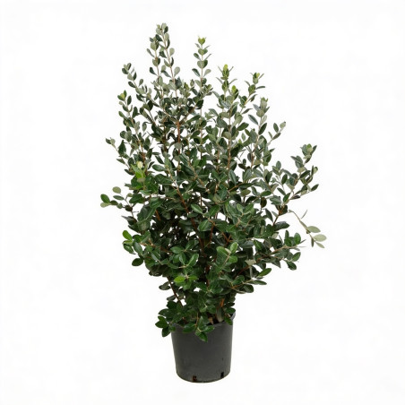 Goyavier du Brésil 80/100cm Pot 10L - Feijoa sellowiana