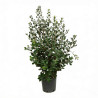 Goyavier du Brésil 80/100cm Pot 10L - Feijoa sellowiana