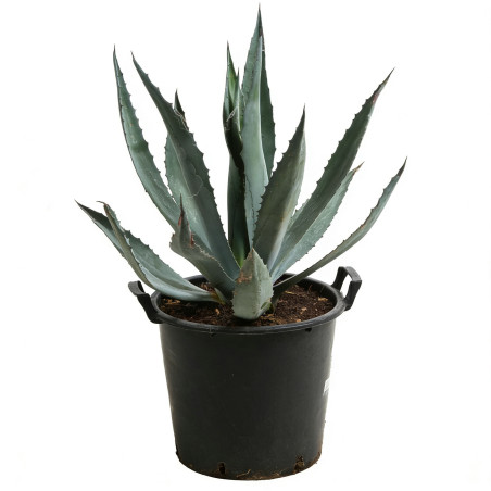 Agave d'Amérique panaché 40/50cm Pot 30L - Agave americana Variegata
