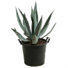Agave d'Amérique 30/40cm Pot 10L - Agave americana
