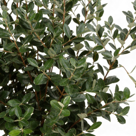 Pittospore petites feuilles panaché 30/40cm Pot 9L - Pittosporum tenuifolium Variegatum