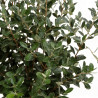 Pittospore petites feuilles panaché 30/40cm Pot 9L - Pittosporum tenuifolium Variegatum