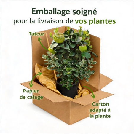 Pittospore petites feuilles panaché 30/40cm Pot 9L - Pittosporum tenuifolium Variegatum