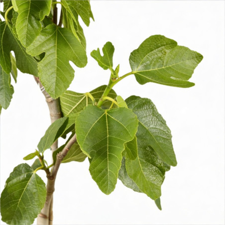 Figuier 90/100cm pot 5L - Ficus carica