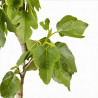Figuier 90/100cm pot 5L - Ficus carica