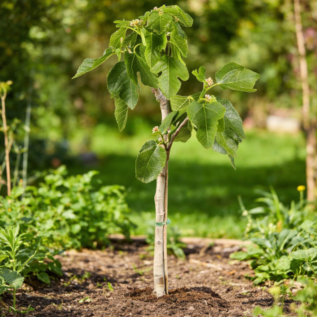 Figuier 90/100cm pot 5L - Ficus carica