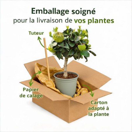Figuier 90/100cm pot 5L - Ficus carica