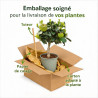 Figuier 90/100cm pot 5L - Ficus carica