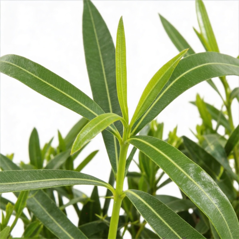 Laurier rose Rose 40/60cm Pot 3L - Nerium oleander