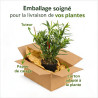 Laurier rose Rose 40/60cm Pot 3L - Nerium oleander