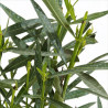 Laurier rose Blanc 40/60cm Pot 3L - Nerium oleander