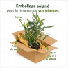 Laurier rose Blanc 40/60cm Pot 3L - Nerium oleander