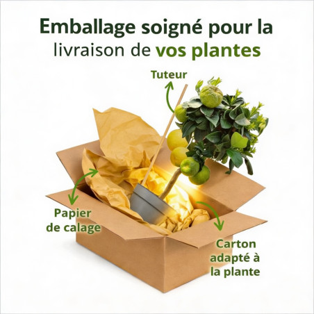 Pittospore Japon 40/50cm Pot 3L - Pittosporum tobira