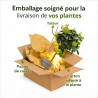 Pittospore Japon 40/50cm Pot 3L - Pittosporum tobira