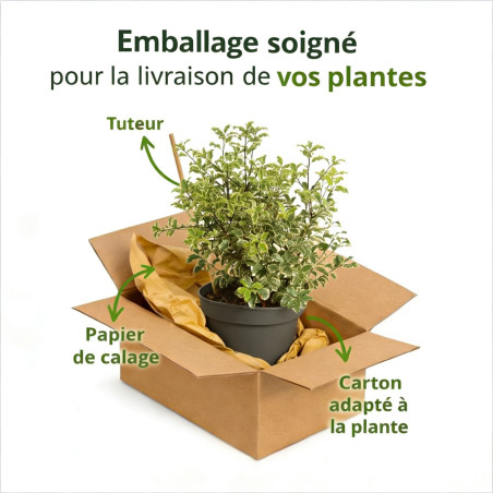 Pittospore petites feuilles panaché 25/30cm Pot 3L - Pittosporum tenuifolium Variegatum