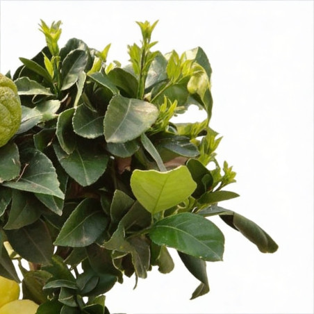 Pittospore petites feuilles panaché 25/30cm Pot 3L - Pittosporum tenuifolium Variegatum