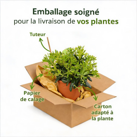Pittospore du Japon nain 25/30cm Pot 3L - Pittosporum tobira