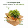Pittospore du Japon nain 25/30cm Pot 3L - Pittosporum tobira
