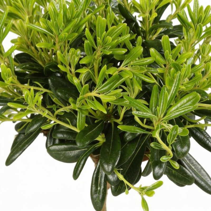 Pittospore du Japon nain 25/30cm Pot 3L - Pittosporum tobira