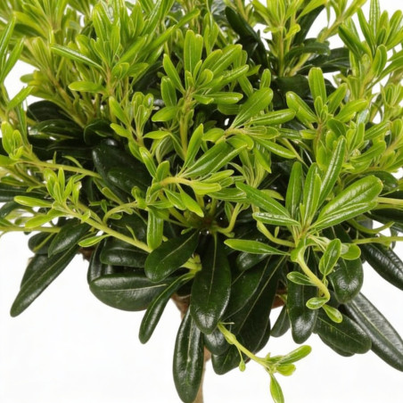 Pittospore du Japon nain 25/30cm Pot 3L - Pittosporum tobira