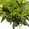 Pittospore du Japon nain 25/30cm Pot 3L - Pittosporum tobira