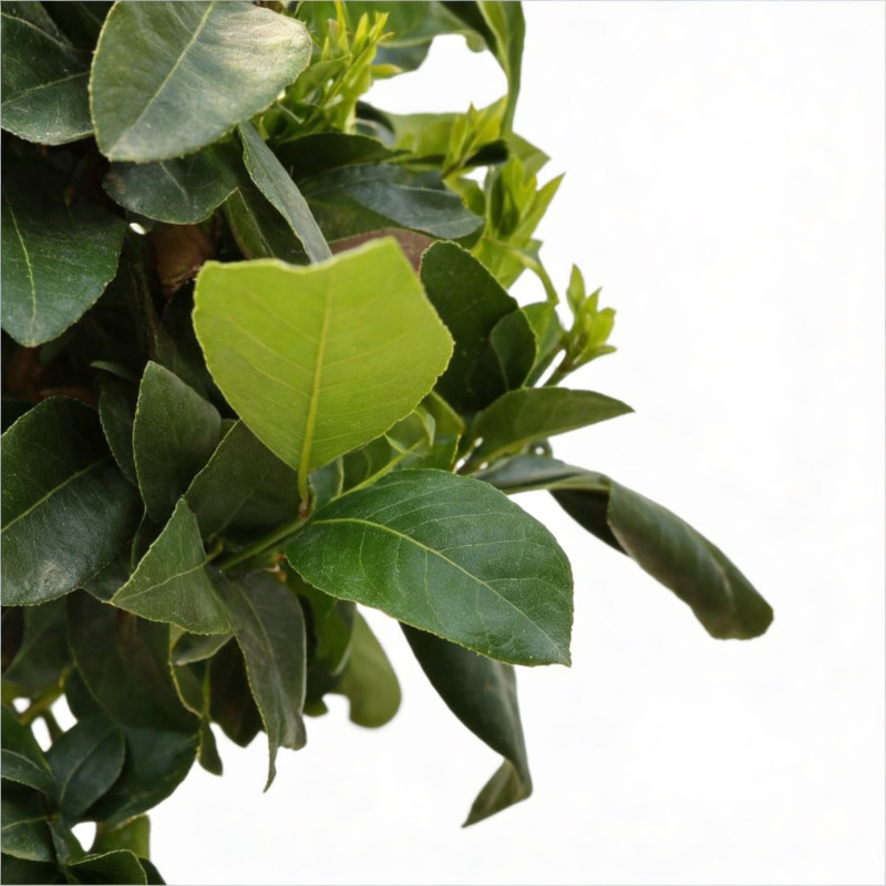 Laurier sauce 100cm Pot 3L - Laurus nobilis