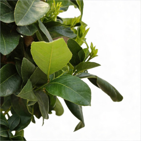 Laurier sauce 100cm Pot 3L - Laurus nobilis