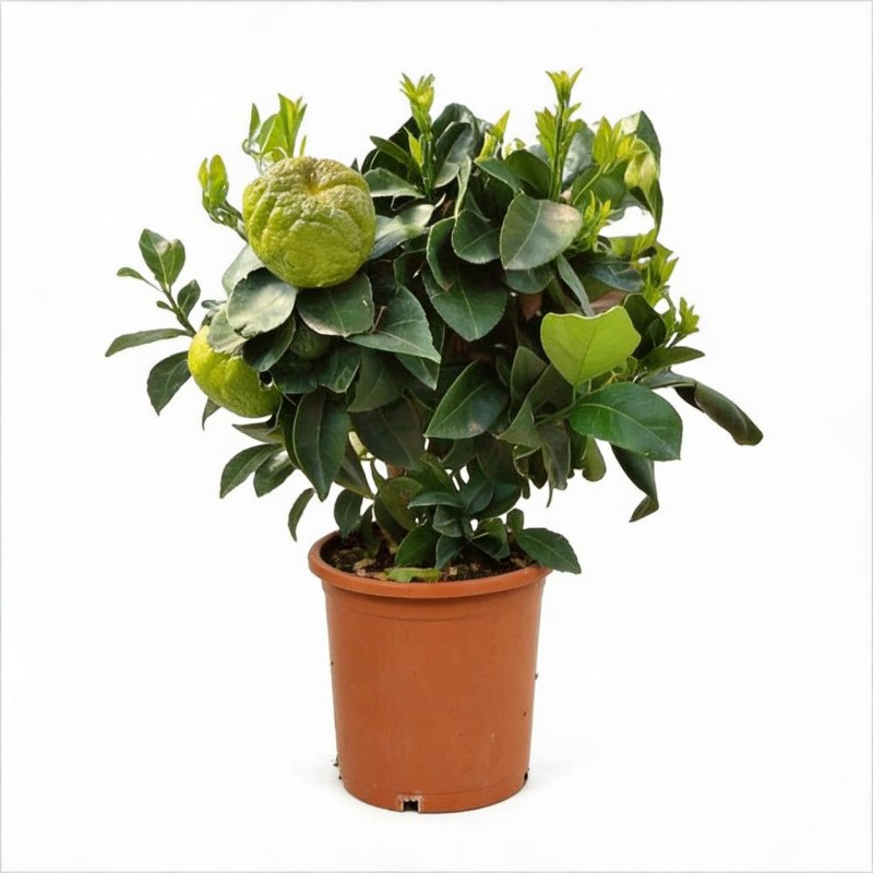 Laurier sauce 100cm Pot 3L - Laurus nobilis