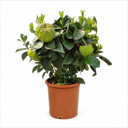 Laurier sauce 100cm Pot 3L - Laurus nobilis