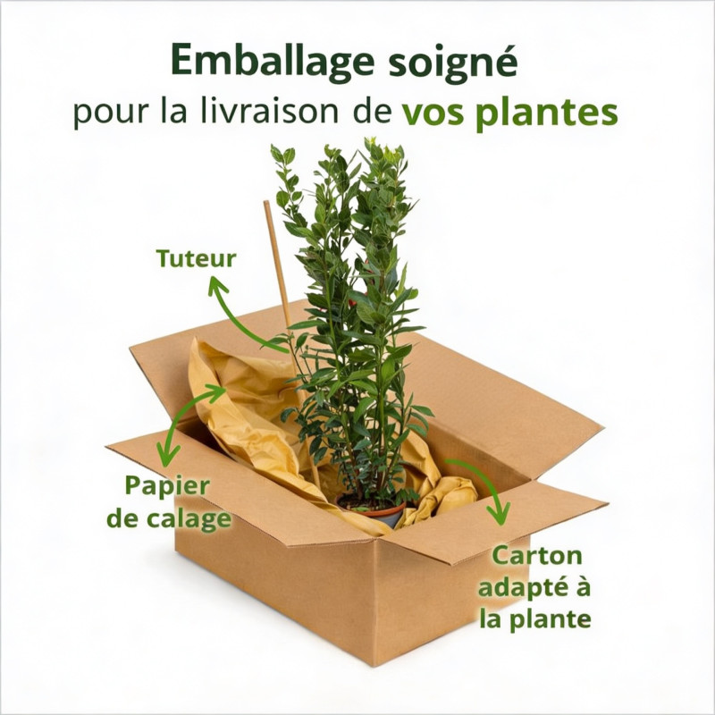 Laurier sauce 100cm Pot 3L - Laurus nobilis
