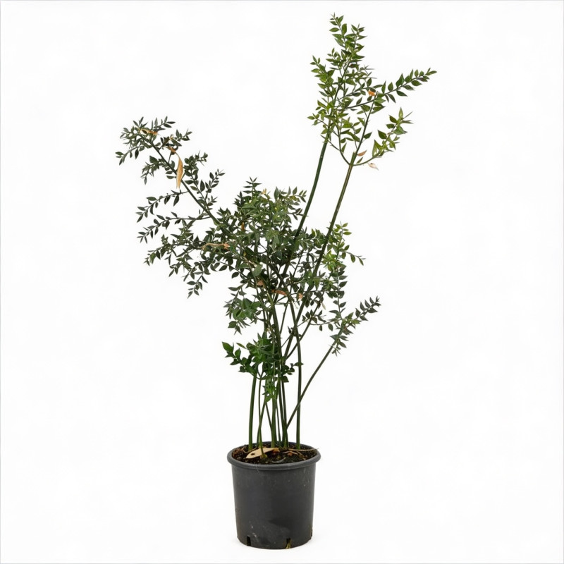 Fragon épineux 80cm Pot 3L - Ruscus aculeatus