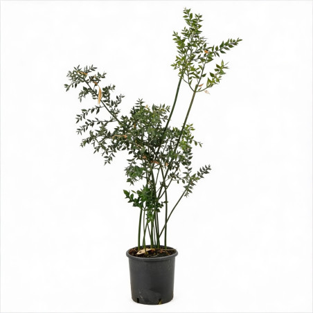 Fragon épineux 80cm Pot 3L - Ruscus aculeatus