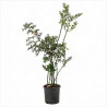 Fragon épineux 80cm Pot 3L - Ruscus aculeatus