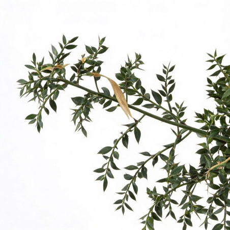 Fragon épineux 80cm Pot 3L - Ruscus aculeatus