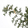 Fragon épineux 80cm Pot 3L - Ruscus aculeatus