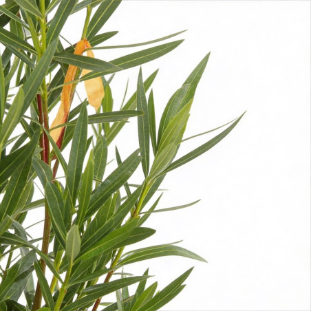 Laurier rose 125/150cm Pot 30L - Nerium oleander