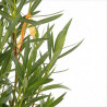 Laurier rose 125/150cm Pot 30L - Nerium oleander