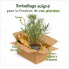 Laurier rose 125/150cm Pot 30L - Nerium oleander