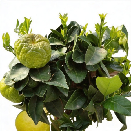 Pittospore du Japon 120/140cm Pot 30L - Pittosporum tobira