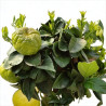 Pittospore du Japon 120/140cm Pot 30L - Pittosporum tobira