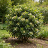 Pittospore du Japon 120/140cm Pot 30L - Pittosporum tobira