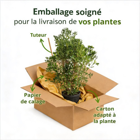 Pittospore du Japon 120/140cm Pot 30L - Pittosporum tobira