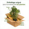Pittospore du Japon 120/140cm Pot 30L - Pittosporum tobira