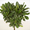 Pittospore du Japon nain 30cm Pot 3L - Pittosporum tobira