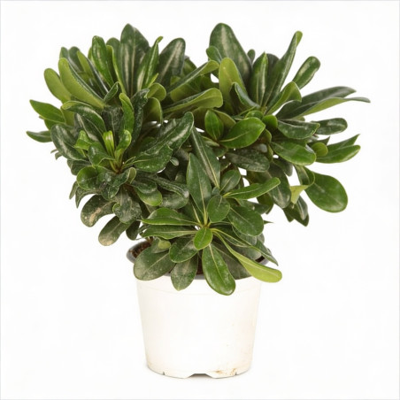 Pittospore du Japon nain 30cm Pot 3L - Pittosporum tobira