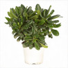 Pittospore du Japon nain 30cm Pot 3L - Pittosporum tobira