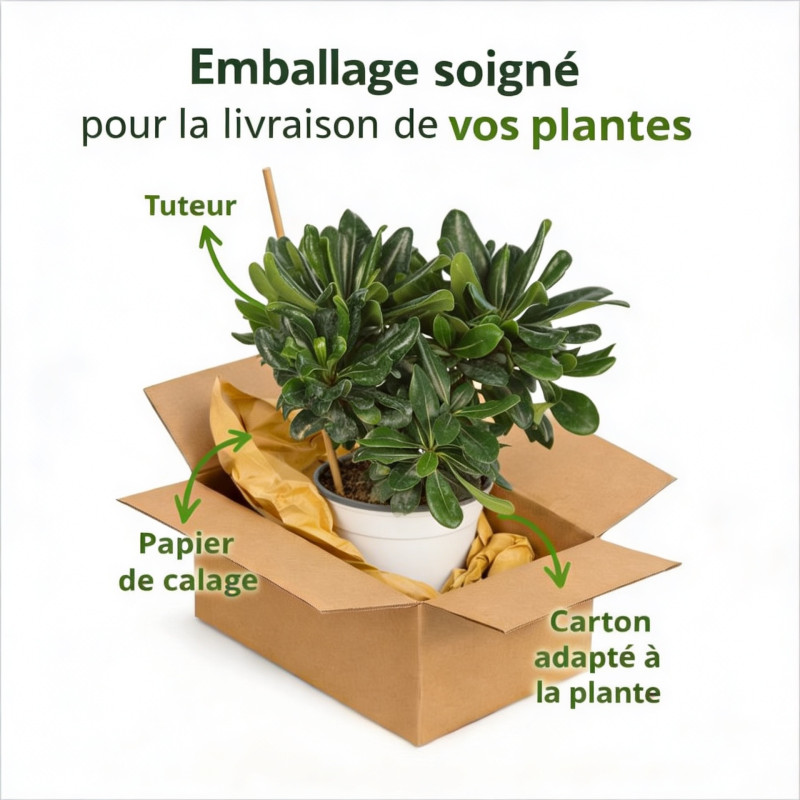 Pittospore du Japon nain 30cm Pot 3L - Pittosporum tobira